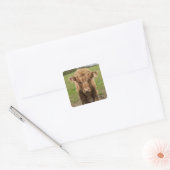 Highland Cattle calf, bij Dufftown Vierkante Sticker (Envelop)