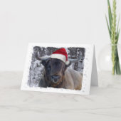 Highland Cattle Christmas Kaart (Voorkant)