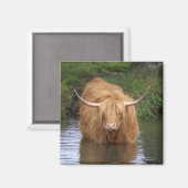 Highland Cattle Magneet (Voorkant / Achterkant)