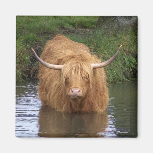 Highland Cattle Magneet (Voorkant)
