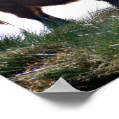 Highland Cattle Poster (Hoek)