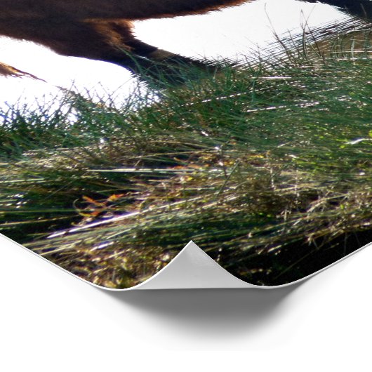 Highland Cattle Poster (Hoek)