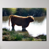 Highland Cattle Poster (Voorkant)