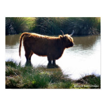 Highland Cattle