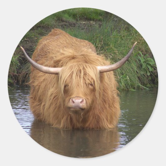 Highland Cattle Ronde Sticker (Voorkant)