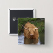 Highland Cattle Vierkante Button 5,1 Cm (Voorkant /achterkant)