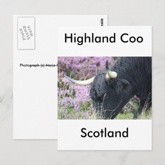 Highland Coo Briefkaart (Voorkant / Achterkant)