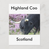 Highland Coo Briefkaart (Voorkant)