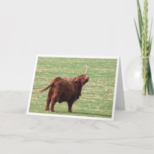 Highland cow Birthday card Bedankkaart (Voorkant)