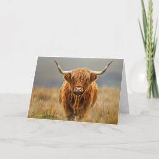 Highland Cow Blank Card Bedankkaart