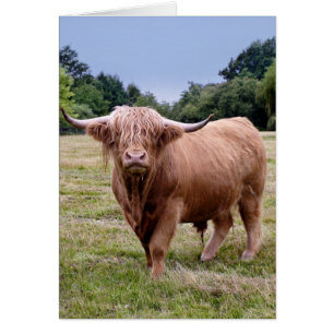 Highland Cow Card