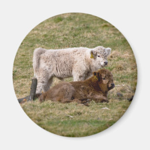 Highland Cow Magnet