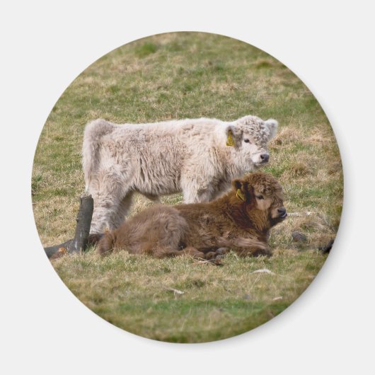 Highland Cow Magnet (Voorkant)