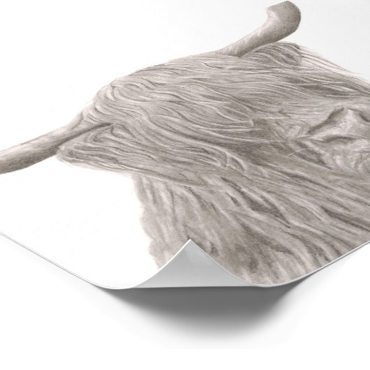 Highland Cow Poster (Hoek)