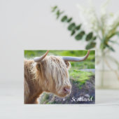 Highland Cow Scotland Briefkaart (Staand voorkant)