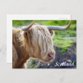 Highland Cow Scotland Briefkaart (Voorkant / Achterkant)