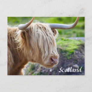 Highland Cow Scotland Briefkaart