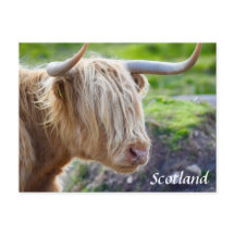 Highland Cow Scotland Briefkaart