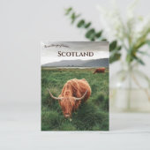 Highland Cows Isle of Mull Scotland Briefkaart (Staand voorkant)