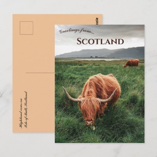 Highland Cows Isle of Mull Scotland Briefkaart (Voorkant / Achterkant)