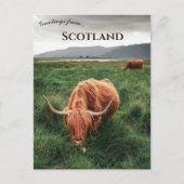 Highland Cows Isle of Mull Scotland Briefkaart (Voorkant)