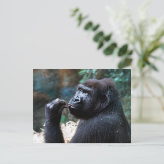 Highland Gorilla - Picking Teeth Briefkaart (Staand voorkant)