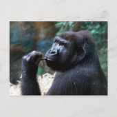 Highland Gorilla - Picking Teeth Briefkaart (Voorkant)