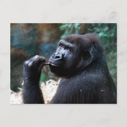 Highland Gorilla - Picking Teeth Briefkaart (Voorkant)