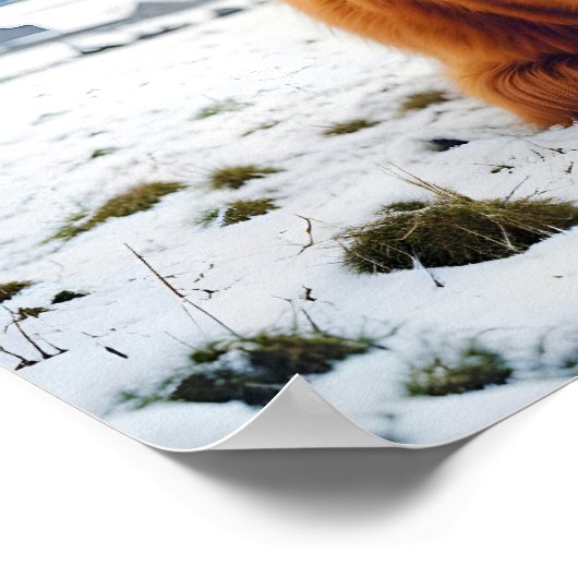 Highland Koe Animal Natuur Wildlife Affection Lief Poster (Hoek)