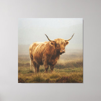 Highland Koe bij zonsopgang Canvas Afdruk