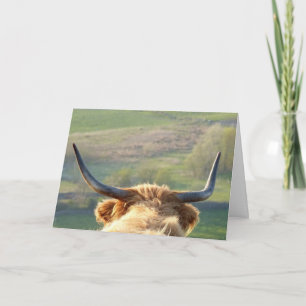 Highland koe card kaart