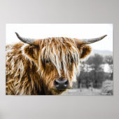 Highland Koe Coo Poster (Voorkant)