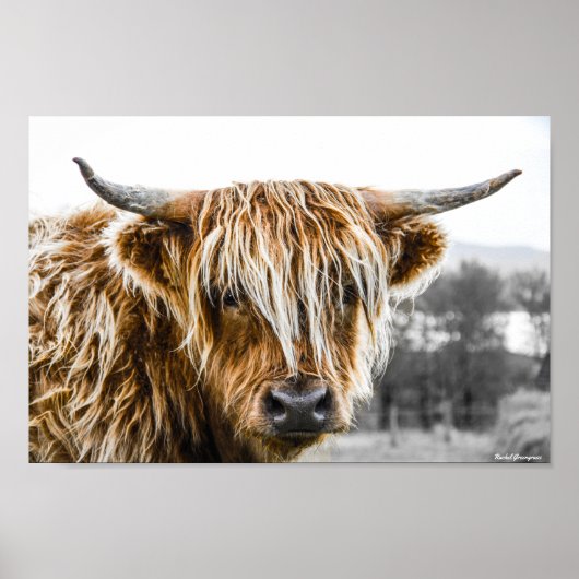 Highland Koe Coo Poster (Voorkant)