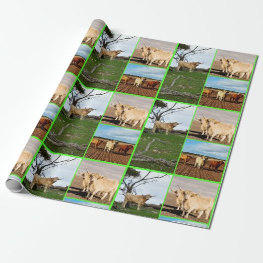 Highland Koe drie Afbeelding collage, Cadeaupapier (Uitgerold)