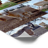 Highland Koe Foto Collage, Poster (Hoek)