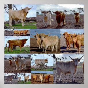 Highland Koe Foto Collage, Poster