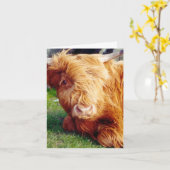 Highland Koe Foto Kaart (Gele Bloem)