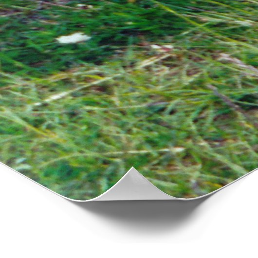 Highland Koe Foto Poster (Hoek)