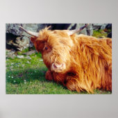 Highland Koe Foto Poster (Voorkant)