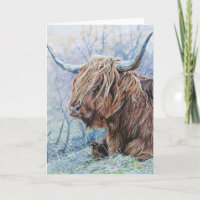 Highland koe, ijzige morgen