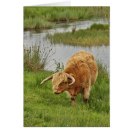 Highland Koe in het gras