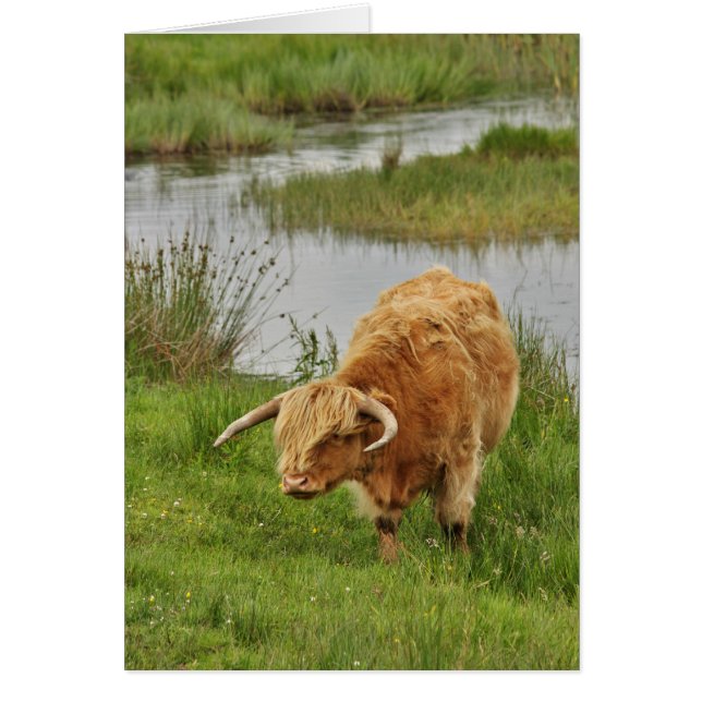 Highland Koe in het gras (Voorkant)