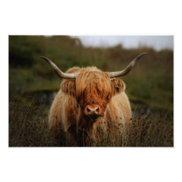 Highland Koe Isle of Mull Photo Print Foto Afdruk