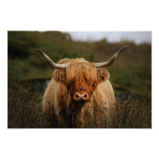 Highland Koe Isle of Mull Photo Print Foto Afdruk