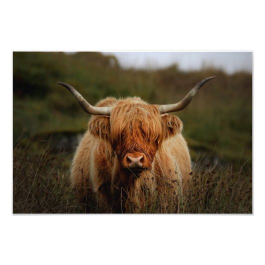 Highland Koe Isle of Mull Photo Print Foto Afdruk (Voorkant)