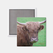 Highland Koe Magnet (Voorkant / Achterkant)