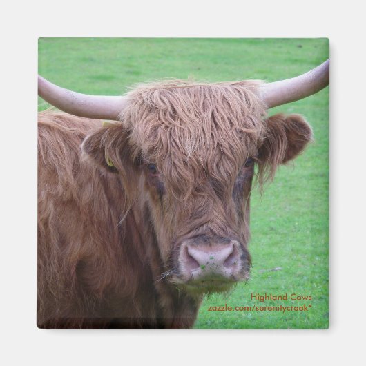 Highland Koe Magnet (Voorkant)