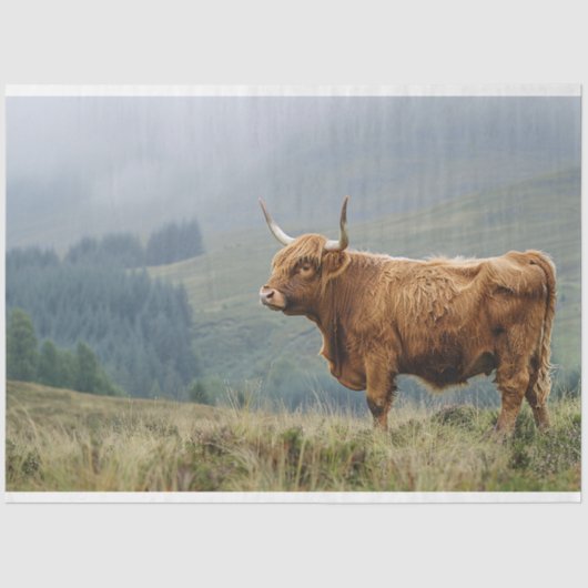Highland Koe Misty Morning Decoupage Tissuepapier (Voorkant)