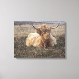 Highland Koe op Dartmoor Canvas Afdruk