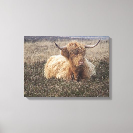 Highland Koe op Dartmoor Canvas Afdruk (Voorkant)